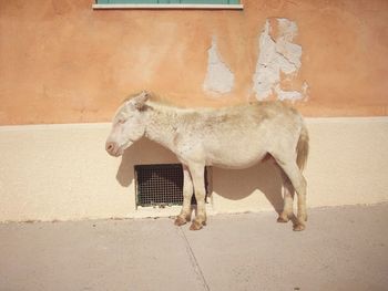 Side view of a donkey standing against wall in sardinia