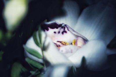 Close-up of cat on flower