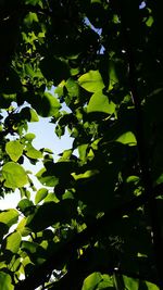 Low angle view of leaves on tree against sky