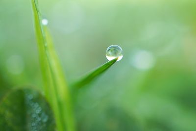 Close-up of wet grass