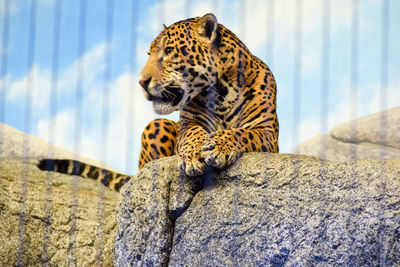 Close-up of tiger by rock against sky