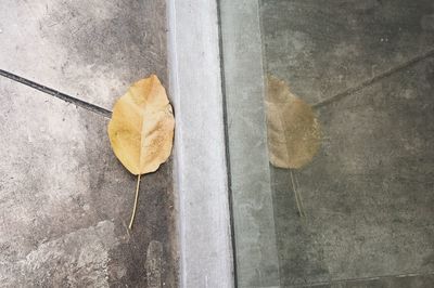 High angle view of yellow autumn leaf