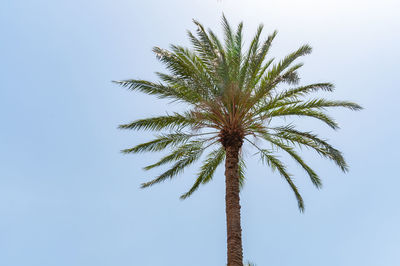 Low angle view of palm tree against clear sky