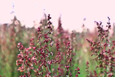 Close-up of pink flowering plant on field against sky