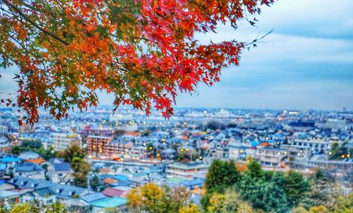 High angle view of trees in city against sky