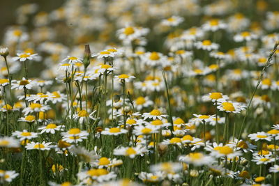 Close-up of yellow flowering plants on field