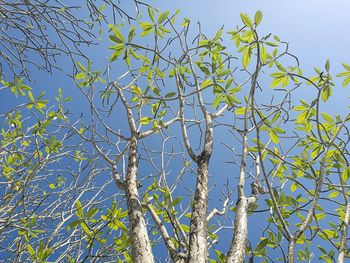 Low angle view of tree against clear sky