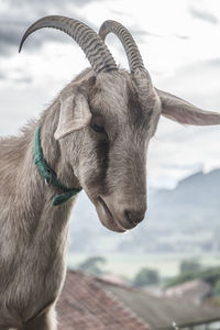 Close-up portrait of goat