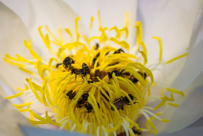 Close-up of bee on yellow flower