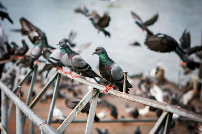 Close-up of pigeon perching on railing