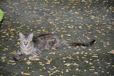 Portrait of cat lying on street