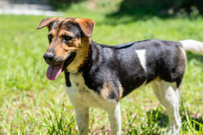 Dog standing on field