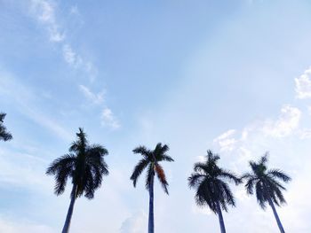 Low angle view of palm trees against sky