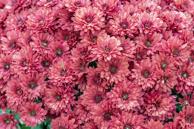Full frame shot of yellow flowering plants