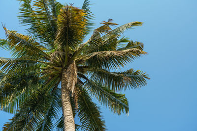 Low angle view of palm tree against clear blue sky