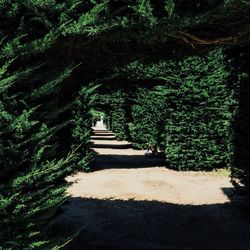 Walkway amidst trees