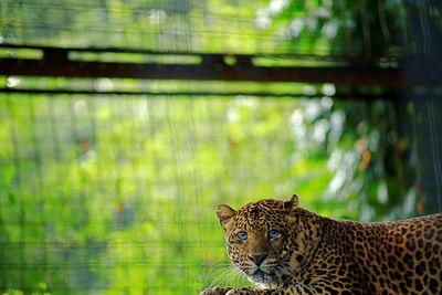 Javanese leopard or panthera pardus melas, looking at the camera