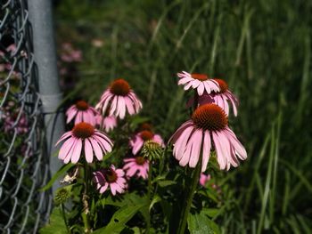 Close-up of pink flower