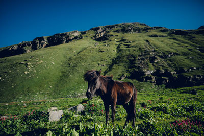 Horse standing on field against mountain
