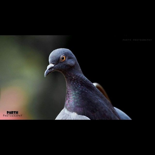 one animal, animal themes, bird, animals in the wild, wildlife, beak, close-up, side view, animal head, transfer print, focus on foreground, perching, auto post production filter, copy space, no people, nature, outdoors, zoology, looking away, pigeon