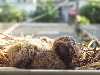 Close-up of young birds in nest