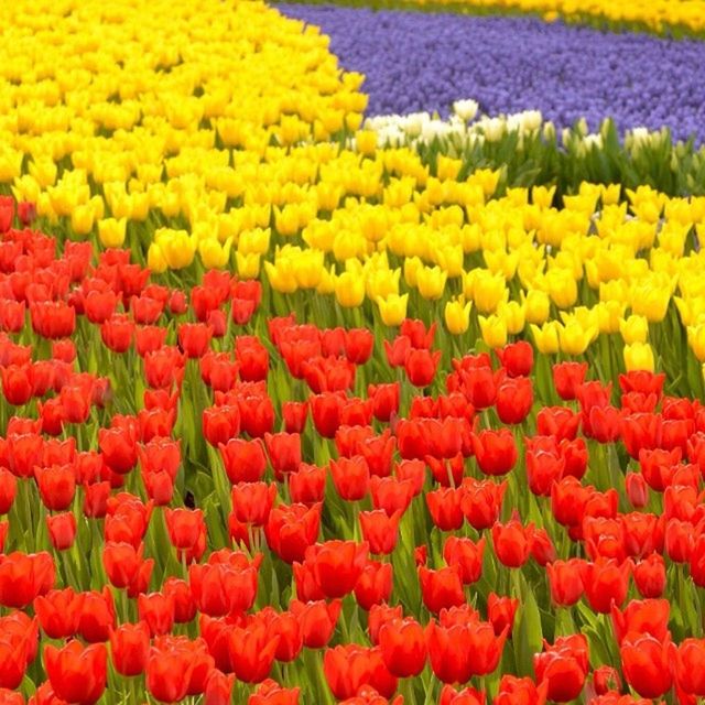 flower, abundance, multi colored, full frame, freshness, tulip, fragility, yellow, red, backgrounds, colorful, petal, flowerbed, variation, beauty in nature, large group of objects, flower head, vibrant color, blooming, growth