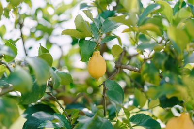 Close-up of fruits growing on tree