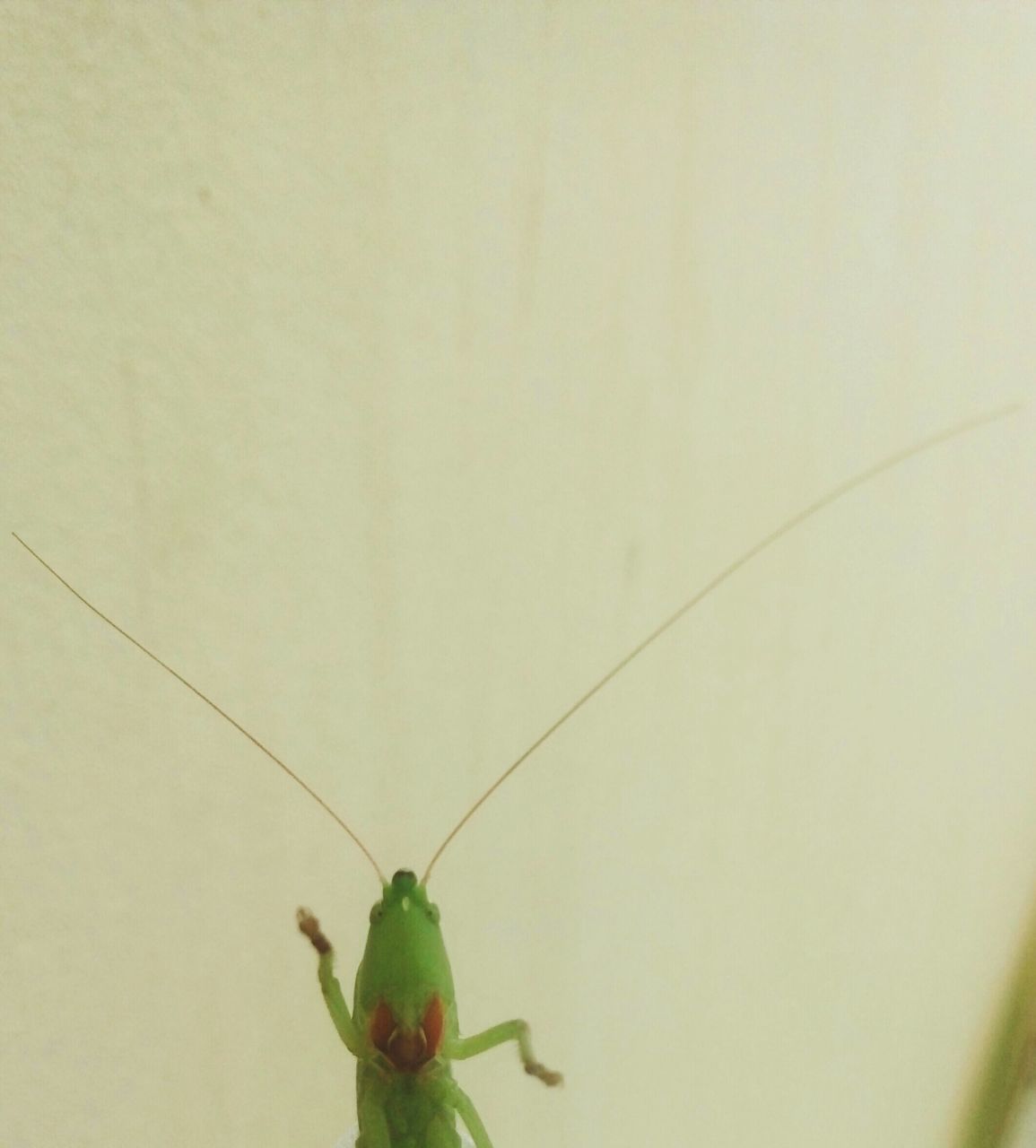 INSECT ON WHITE BACKGROUND