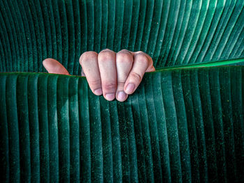 Close-up of person hand holding leaf