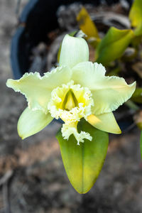 Close-up of yellow flowering plant