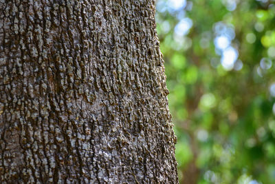 Close-up of tree trunk