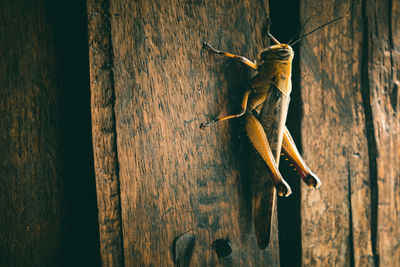 Close-up of lizard on tree trunk