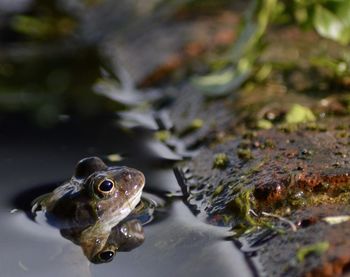 Close-up of frog swimming in lake