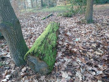 High angle view of lizard on plants