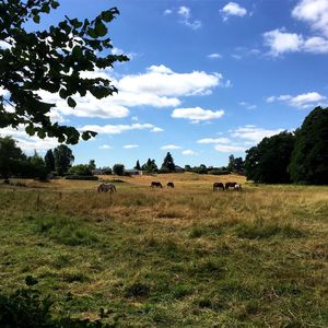 View of sheep on field against sky