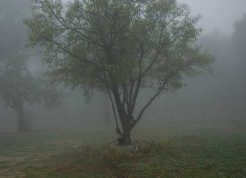 Trees in foggy weather