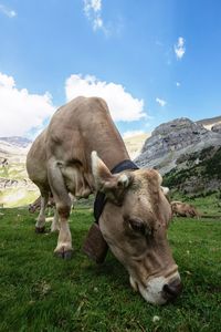 Cow grazing on green pureneea valley