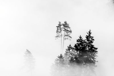 Low angle view of pine tree against sky during winter