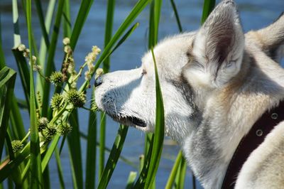 Close-up of a dog