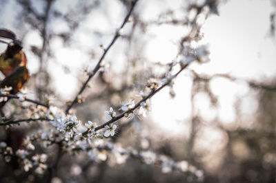 Low angle view of cherry blossom on tree