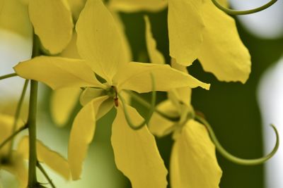 Close-up of yellow flowering plant