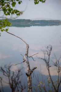 Bare tree by lake against sky