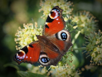 Close-up of butterfly on flower