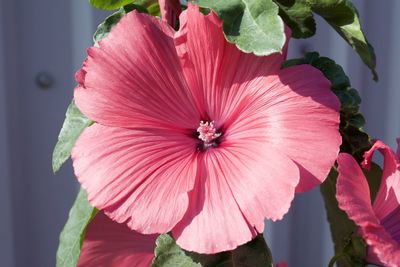 Close-up of pink hibiscus