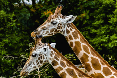 Close-up of a giraffe