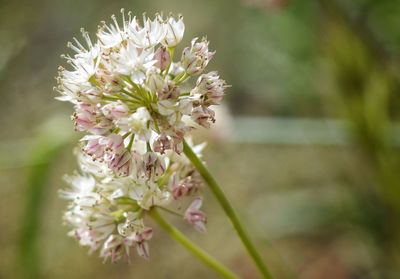 Close-up of flower against blurred background