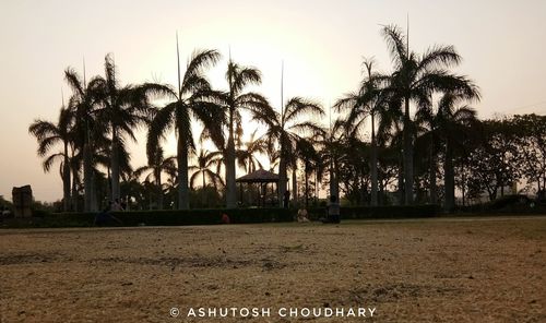 Palm trees against clear sky