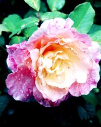 Close-up of wet pink rose blooming outdoors