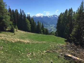 Scenic view of forest