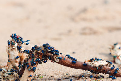 Close-up of lizard on sand